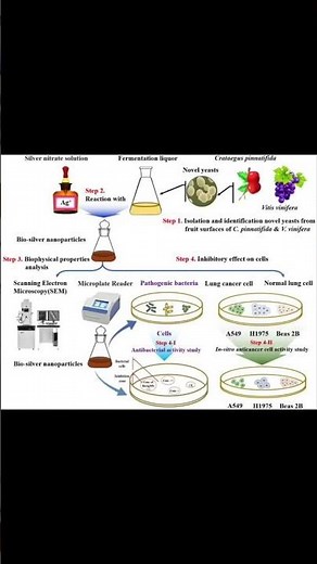 Biosynthesis of Silver nanoparticles (AgNPs)