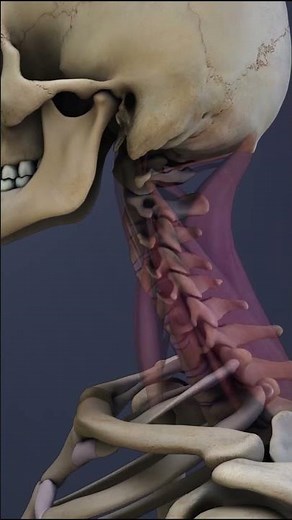 Anatomy of Spinal Motion Segment C2 -C5