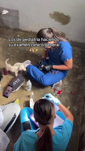 Ningún perrito fue lastimado, lo amarró el que siempre los cuida y fue por su bien, para poder evaluarlo sín que salga alguien herido o él mismo, todo es con fines educativos #💕 #fpy #veterinaria #viral #vetstudent #pediatriaveterinaria #refugio