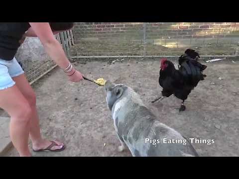 Tilly the pig Eats Mac and Cheese