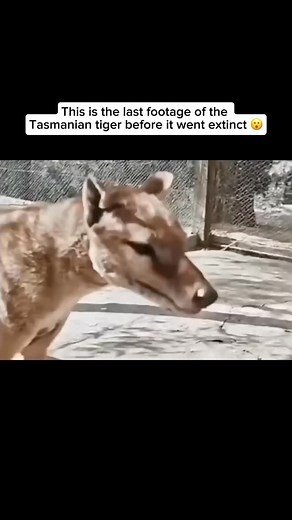 This rare footage captures Benjamin, the last known Tasmanian tiger, filmed in 1936 at the Hobart Zoo in Tasmania. Today, it remains one of the only moving images of the thylacine-a haunting glimpse into a species lost forever. Once a top predator in Australia’s ecosystem, the thylacine was tragically hunted to extinction, falsely blamed for preying on livestock. These elusive animals once roamed freely across mainland Australia and Tasmania, but relentless persecution and habitat loss drove the