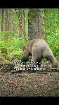 Let’s meet again tonight under this matchmaker tree. #wildlife #animals #shortvideo #shorts