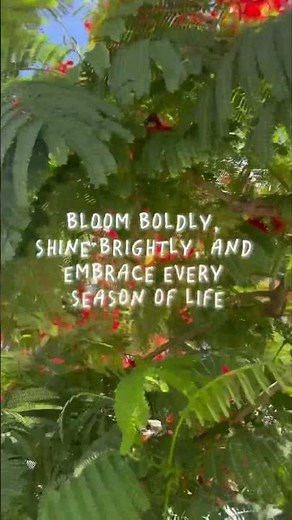 Walking to a Stunning Flame Tree in Guam 🔥🌺.
