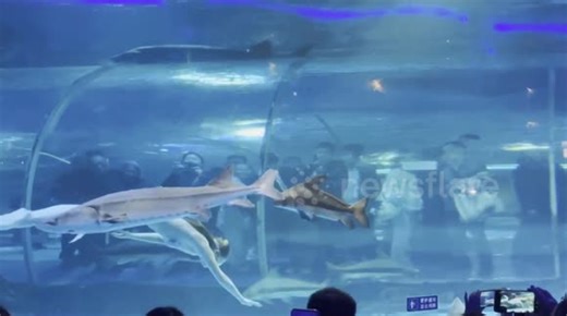 Huge fish tries to bite mermaid's head off during aquarium show