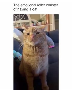 1.7M views · 113K reactions | Normal orange cat behavior Via @oceanarlo | Animal Memes | Facebook