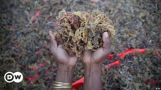 Algae: A magic climate solution?