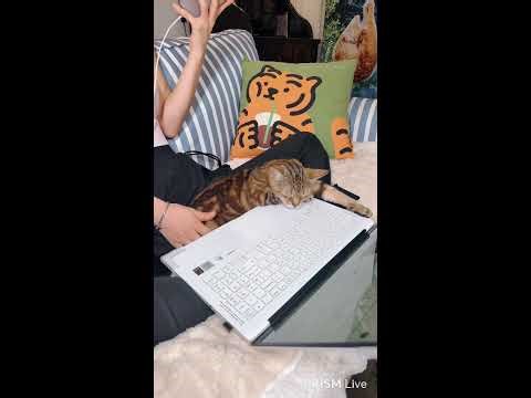 야근하고 월요병걸린 낙지 고양이