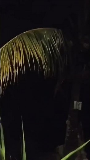 Peaceful Night Insect Sounds for Sleep 🌙 Crickets & Nature Ambience