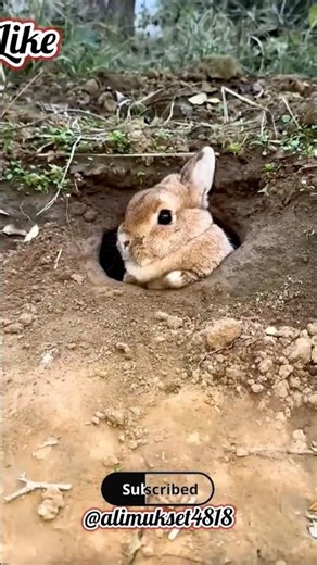 📌 Title: 📌 Title:Mother Rabbit Secretly Gives Birth Outside please 🙏 watch this #ytshorts #video