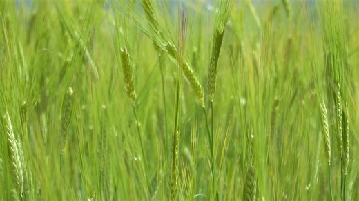 Green Barley, Barley, Nature. Free Stock Video