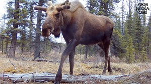 137K views · 6K reactions | A compilation from spring at one of my more remote cameras, comprised of mostly moose (bulls, cows, and calves) though a lynx and grizzly make an appearance too. #yukonwildlife | Yukon Wildlife Cams | Facebook