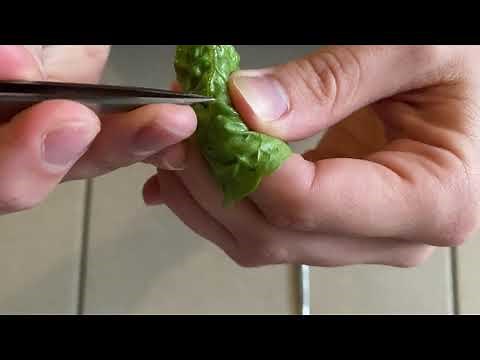 Préparation d'une lame pour microscope #Collège #Lycée