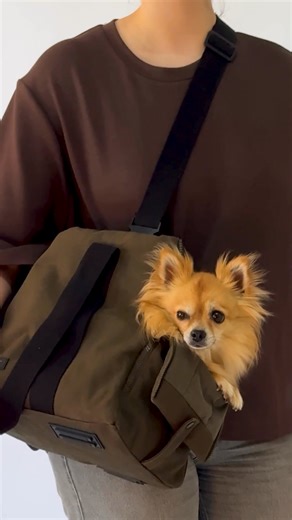 33K views · 2.7K reactions | Wide selection of stylish designs. For a safe and comfortable stroll with your dog | Cloud7 | Facebook