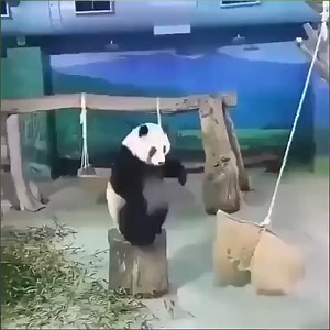 4.8K views · 55 reactions | Really, how can pandas survive in the wild Join my group : Animals Kingdom  Thank you so much  | Dog Lovers | Facebook