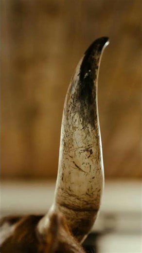 Monsters in Mythology Were Just Misidentified Animals #facts #shorts