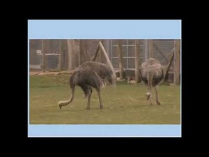 How Are Animals Different From Each Other