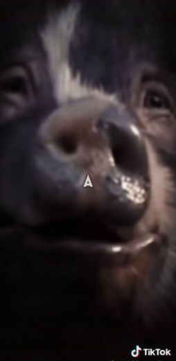 Comrade Napoleon in Animal Farm Explained