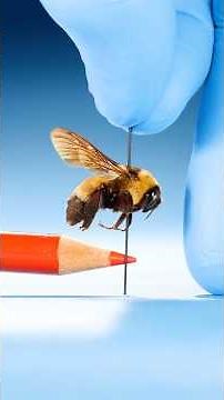 What Is The Largest Queen Insect?