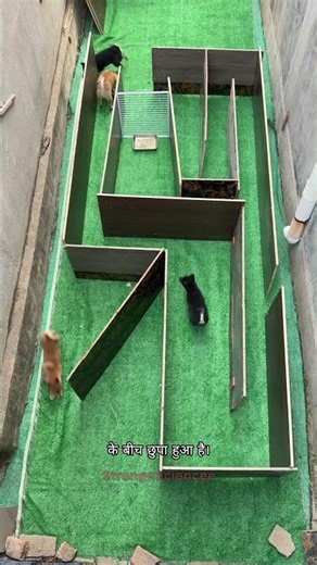 4 Puppies vs 1 Maze — The Smartest Takes the Food