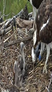 #eagles #birds | Border Birds