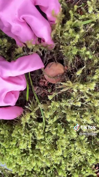 Exploring Boletus Edulis: A Sweet Mushroom Guide