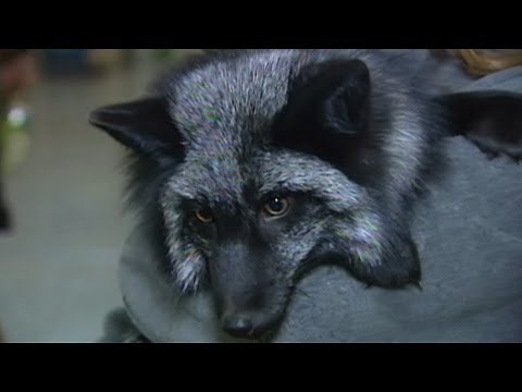 Wild Foxes as House Pets?