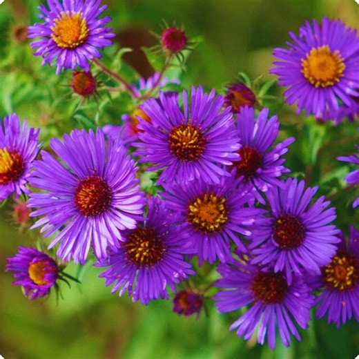 Purple Aster Seeds | Perennial Heirloom Flowers | 200 Non-gmo Seeds for Fall Garden Planting - Etsy