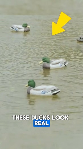 2K views | This clever device uses realistic sounds and motion technology to mimic natural duck behavior, drawing them in instantly. Perfect for wildlife photographers and researchers, it combines innovation with nature’s charm. Explore smart tech for nature lovers! Credit : @perfectlimitoutdoors255, @eastonkennedy7388, @DayBreakOutdoors /YT #wildlife #duck #hunting #tranding #tricks | Viral Media | Facebook