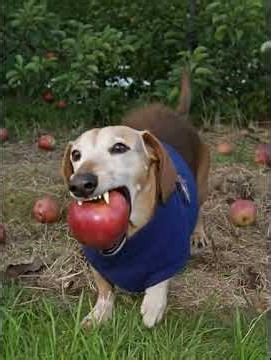 DOG WITH APPLE AMAZING APPLE DOG CORE #appledog #dogmemes #ai #memes #aicompetition #minimaxai #ai