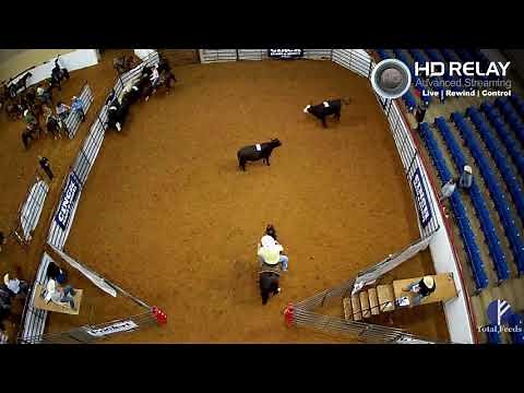 Cattle sorting from the RSNC by HD Relay's LIVE IP Cameras Service and Hardware
