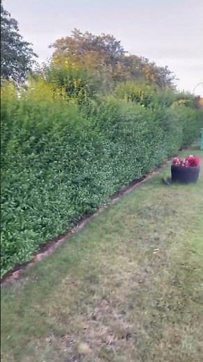 TRIMMING AND SHAPING PRIVET HEDGES