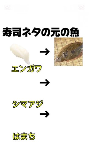 回転寿司とかである寿司ネタの元の魚たち。ハマチとエンガワに関しては割と有名やし知ってる人も多いかも？#はま寿司#はま寿司#スシロー#かっぱ寿司#魚べい#寿司#魚#回転寿司#エンガワ#ハマチ