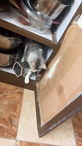 mohamad mustafa on Instagram