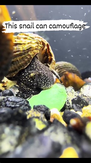 Sea snail🐌 #fishingworldtv | Fishing World Tv