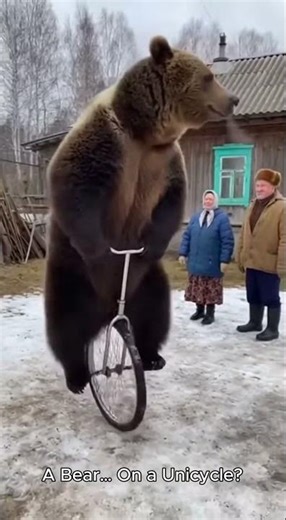 Kodiak Bear on a Unicycle — Unbelievable Comedy Moment