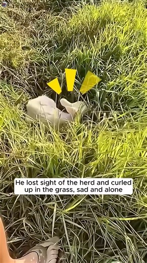 30K views · 886 reactions | This albino fawn was rejected by his family and then this happened | Daniele Marino Page | Facebook