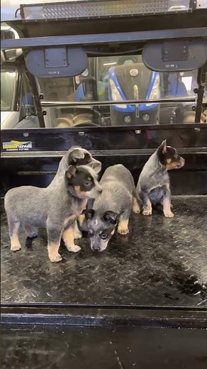 Blue Heeler Puppies Cutest Puppies Ever Cattle Dog Crew #australiancattledog #puppylove #blueheeler