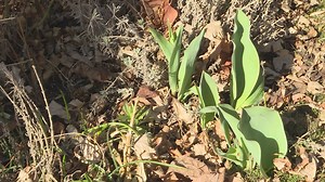 Proctor's Garden: Early spring tasks