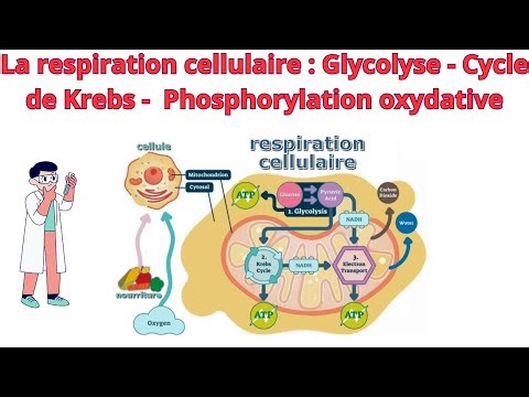 Respiration cellulaire expliquée : Glycolyse, Cycle de Krebs & Phosphorylation oxydative (Biologie)