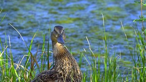 Mallard Duck, Anas Platyrhynchos, Female Mallard. Free Stock Video