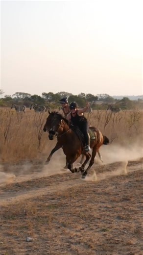 9.7K views · 26 reactions | Safari Stables Project The perfect...