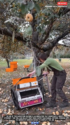 Worker Job Innovation: Fast Work Harvesting Fruit! #work