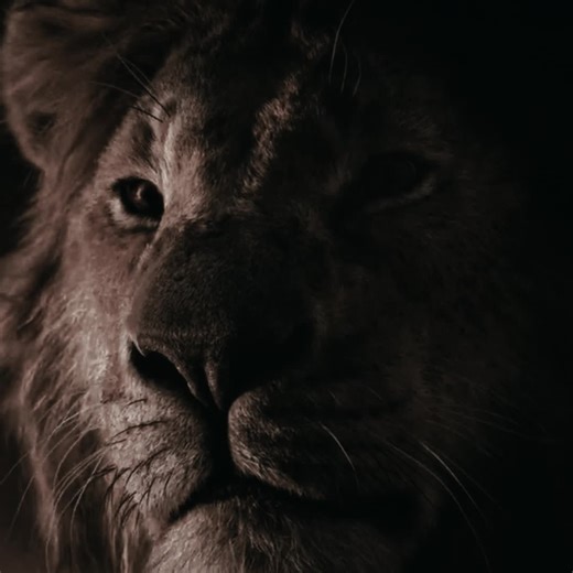 #lionmentality #simba #edit #fyp | simba