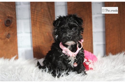 Sophia - Yorkiechon Puppy 389849