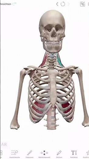 Lernst du alles in unserem neuen Zwerchfell Anatomie Video 💪🏼 📸 Atlas visible Body App