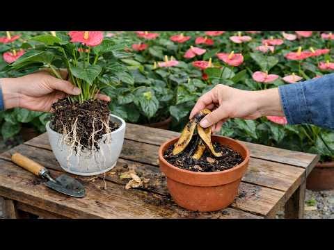 Special project: Propagating Anthuriums Using Rotten Banana Peels