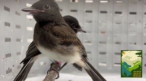 1.6K views · 257 reactions | The Black Phoebe is a beautiful songbird ranging in the western United States. They are unique as they use mud to build cup-shaped nests against walls and overhangs. You won't catch these guys eating from any bird feeder but they will help eat insects from your yard. Source: https://www.allaboutbirds.org/guide/Black_Phoebe/overview | Gold Country Wildlife Rescue | Facebook