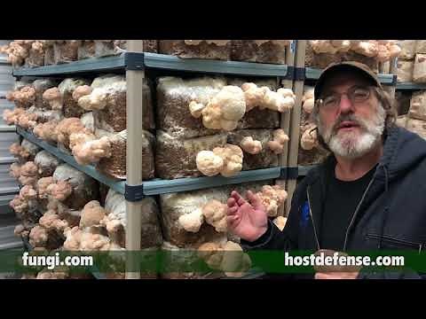Paul Stamets: Mycelium Makes Mushrooms, Mushrooms Make Mycelium