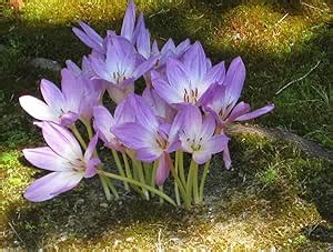 Amazon.com: Semillas de flores de azafrán del prado, Colchicum autumnale, señoras desnudas, Bienal (30 semillas) : Patio, Césped y Jardín