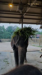 She’s a diva, an icon, and a trendsetter, even while handling her calf responsibilities. 💚🍀 [new hairstyle, elephant eating, happy elephant, wildlife, wild animals, every life matter, vantara] | Vantara